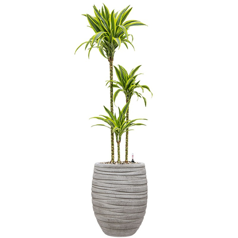 Dracaena lemon lime kantoorplant in hoge pot