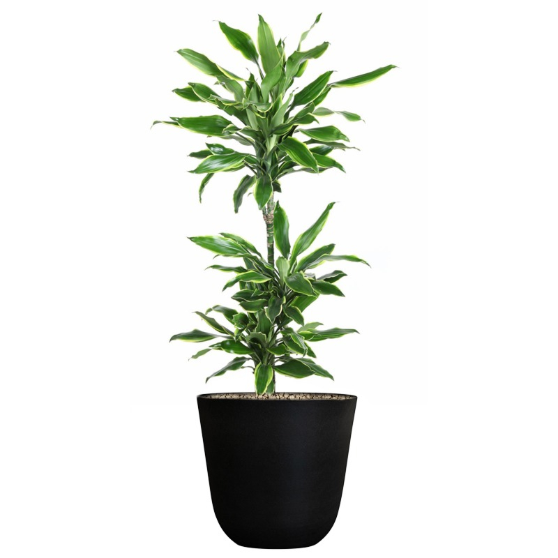 voordelige dracaena in pot