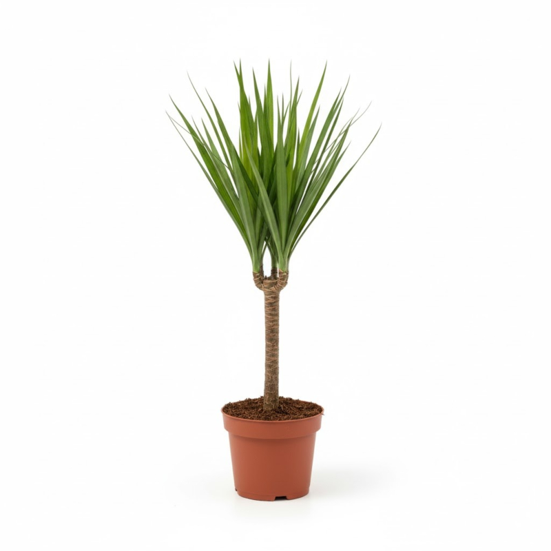 Dracaena marginata, goedkope kamerplant