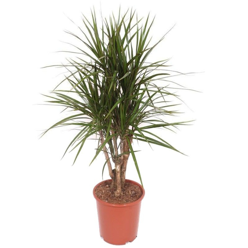 Dracaena marginata 
