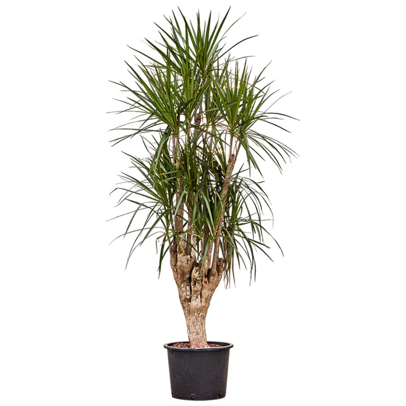 dracaena marginata met dikke stam