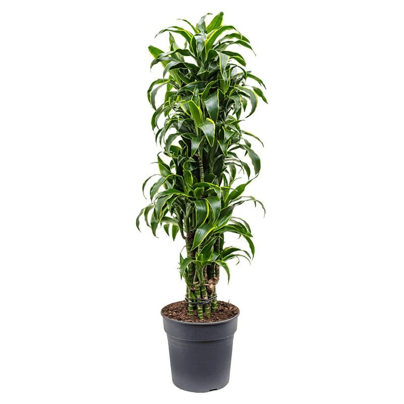 plant voor kantoor dracaena gele streep