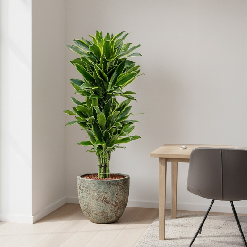 dracaena met gele streep in het blad op kantoor