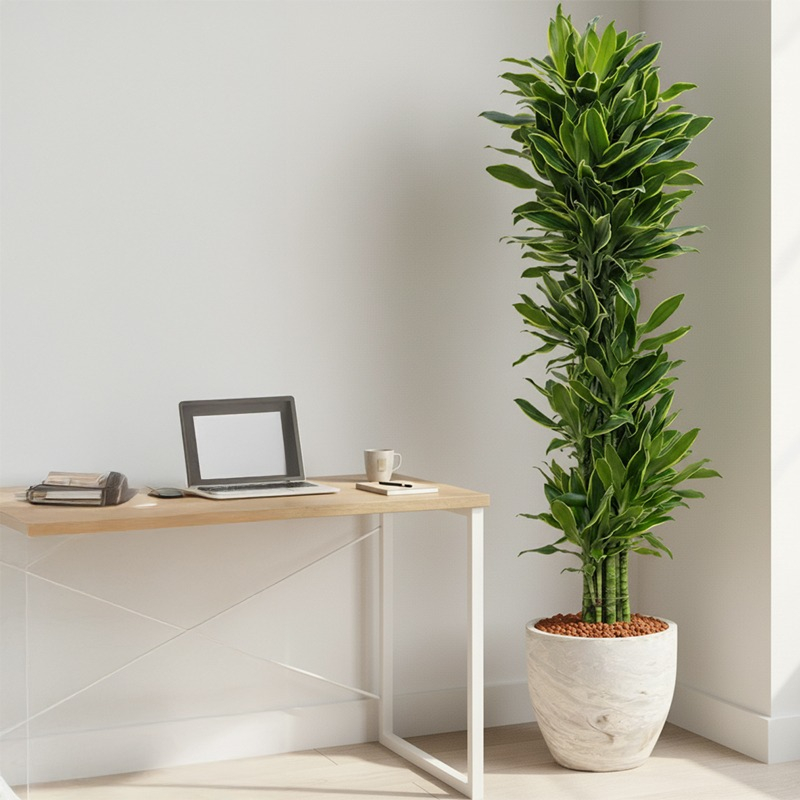 Dracaena naast bureau
