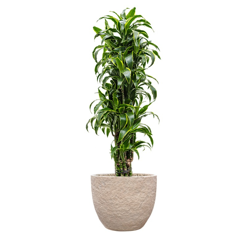 luxe kantoorplant in stenen pot