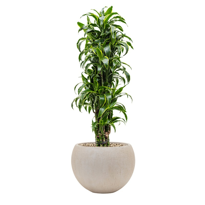 beige bloempot met dracaena plant