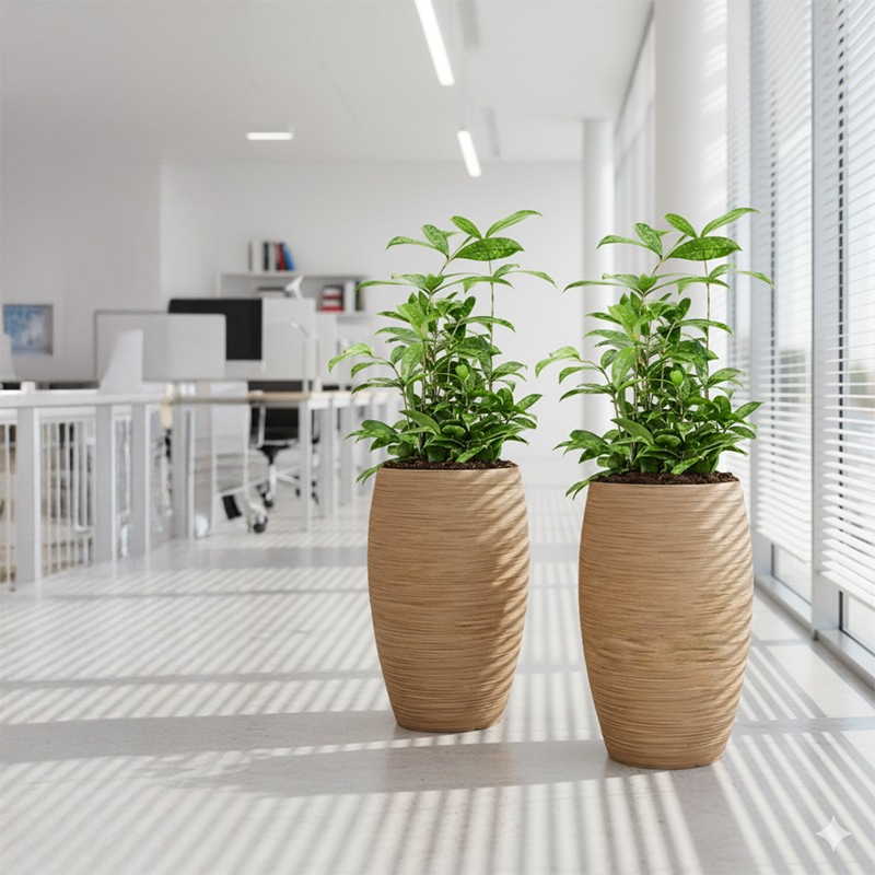 Dracaena surculosa kantoorplant