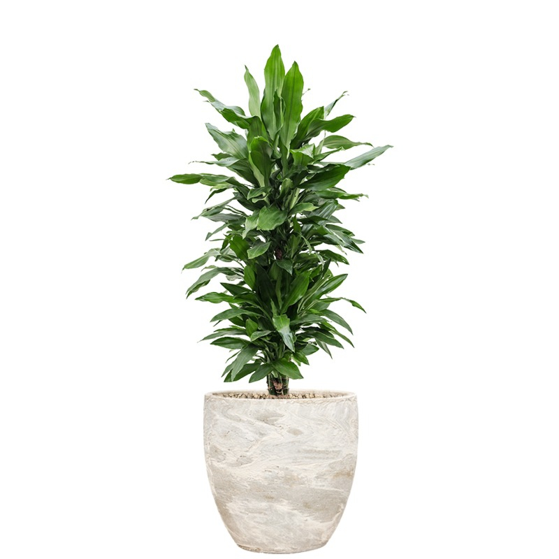 witte steenpot met dracaena voor kantoor