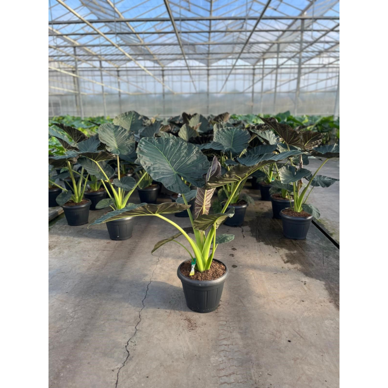 Alocasia Regal