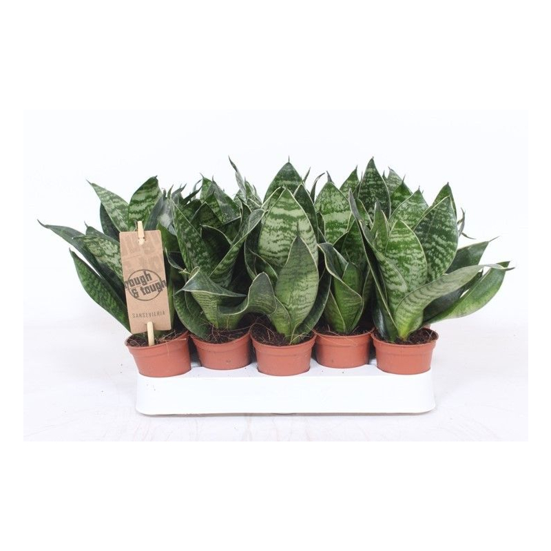 Sansevieria Hahnii