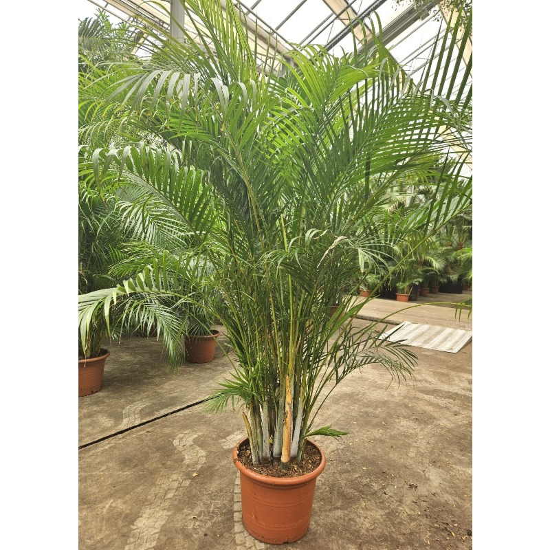 Areca