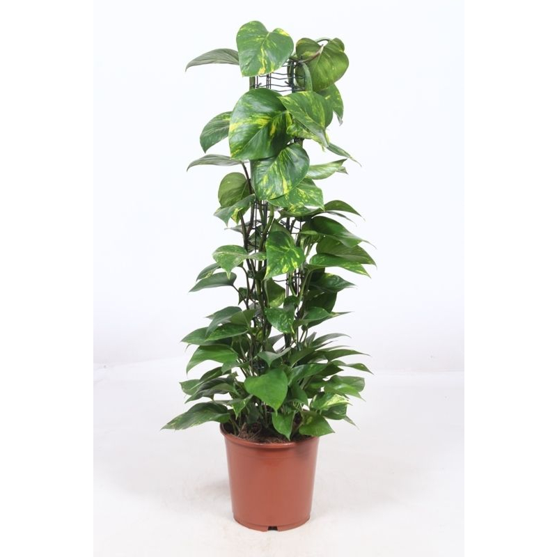 Epipremnum Aureum