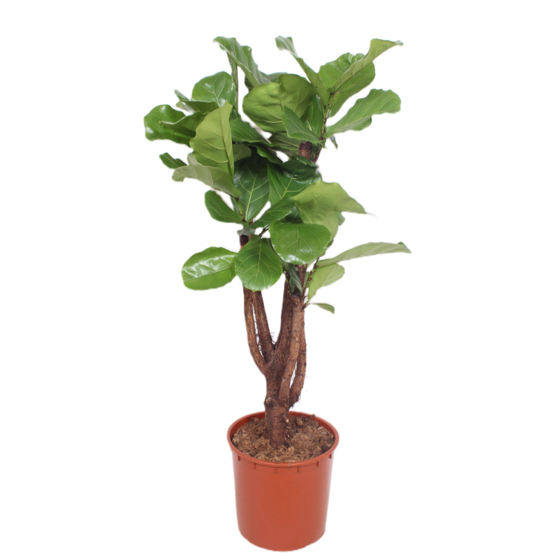 Ficus Lyrata