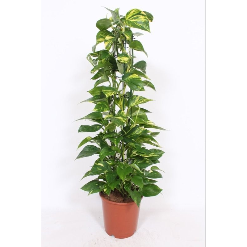 Epipremnum Aureum