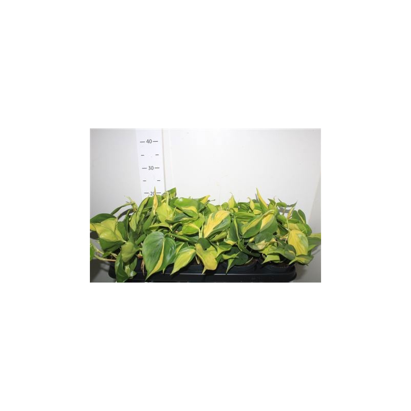 Philodendron scandens 'Brasil' (Philodendron Brasil)