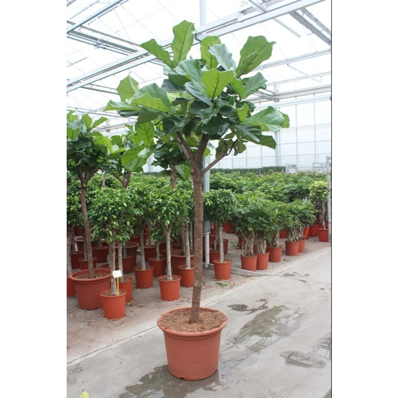Ficus Lyrata