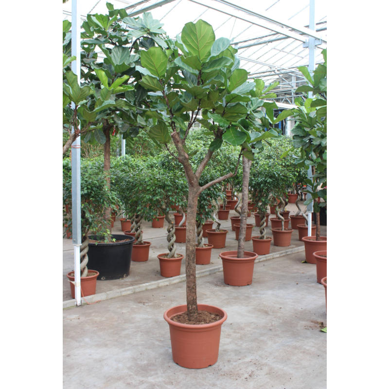Ficus Lyrata