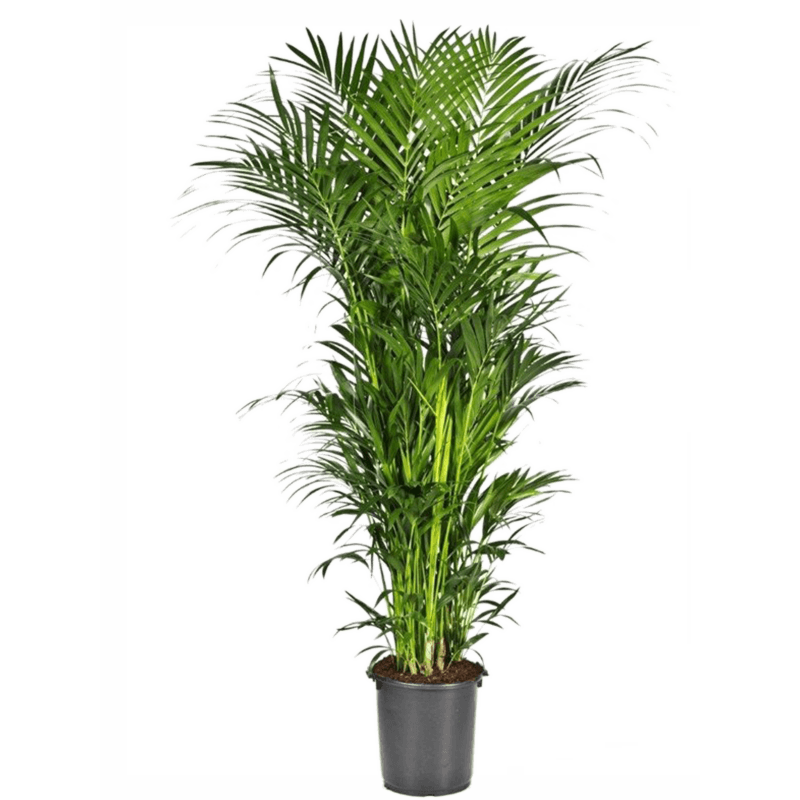 Elegante Kentia palm entree