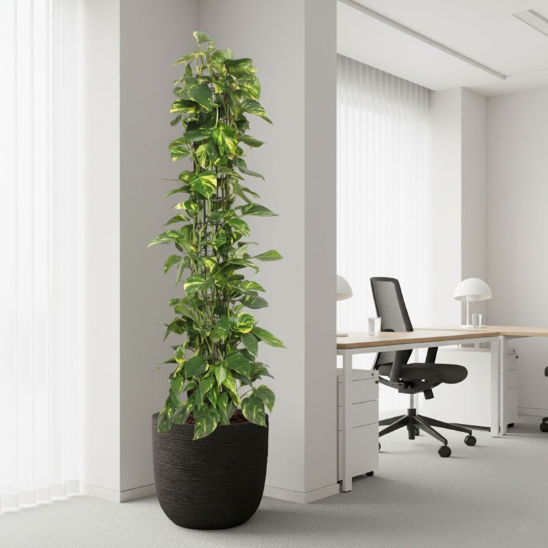 Epipremnum Aureum op kantoor