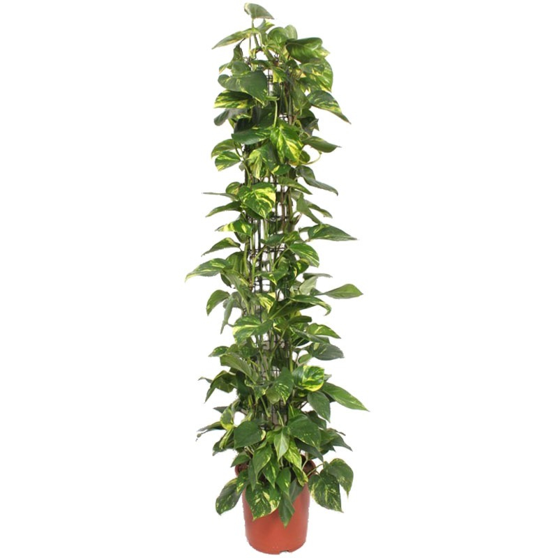 grote kamerplant Epipremnum Aureum