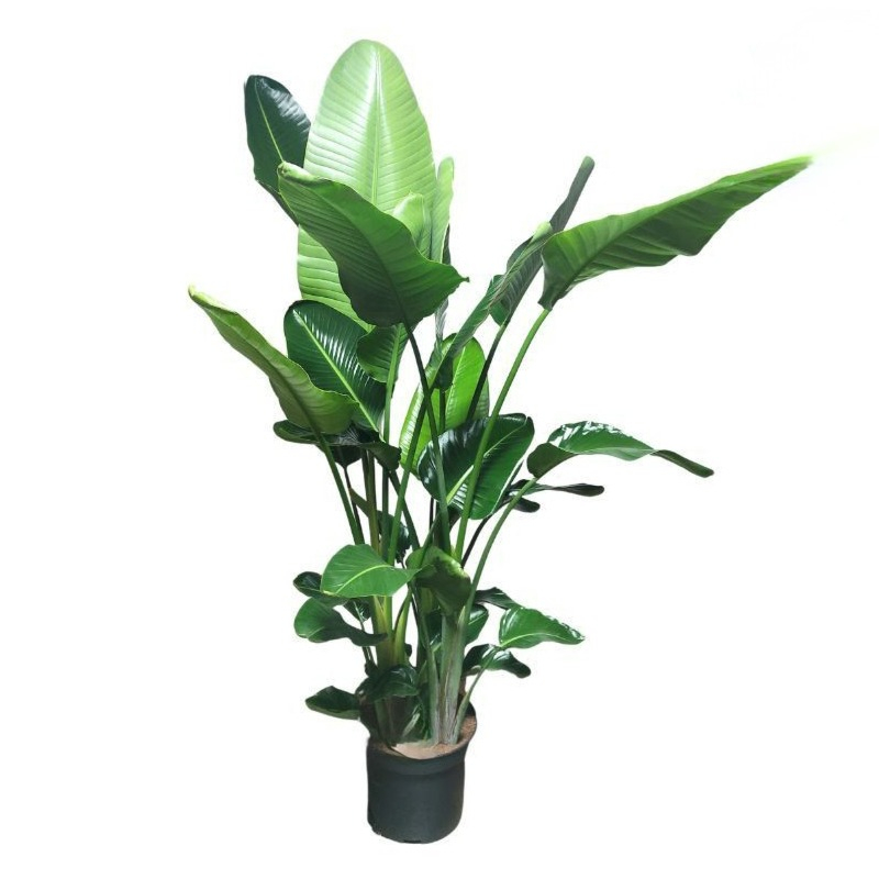 grote strelitzia kamerplant