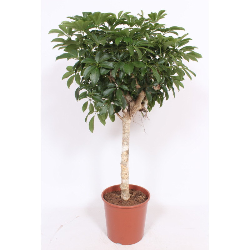 Schefflera arboricola 'Compacta'
