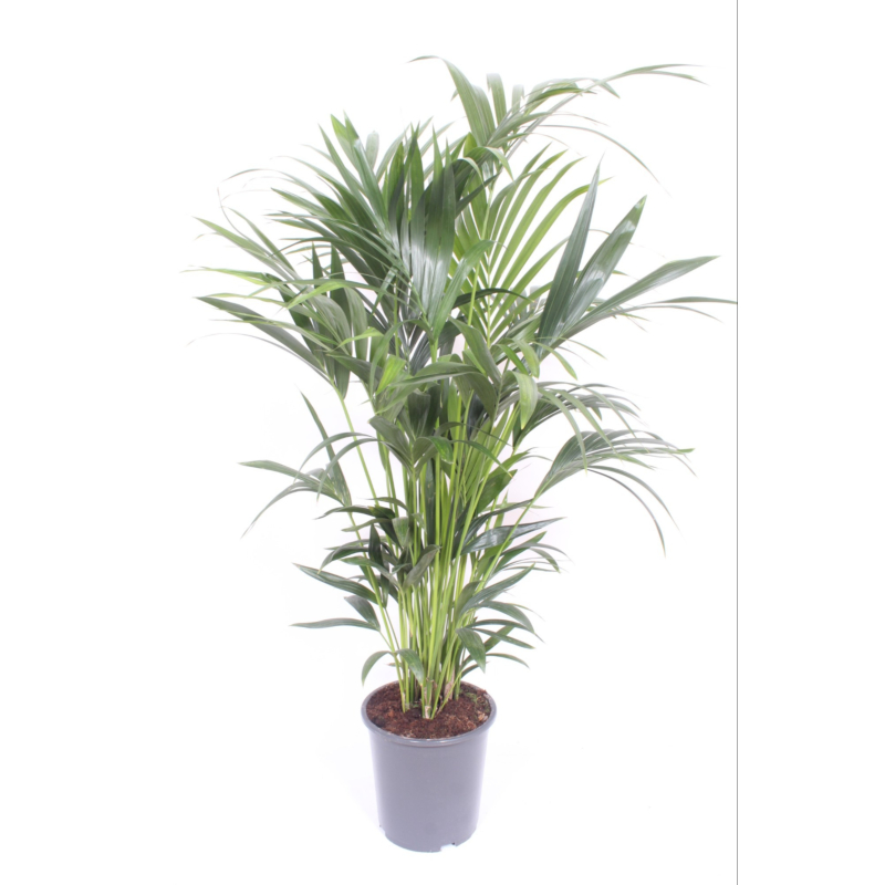 Kentia