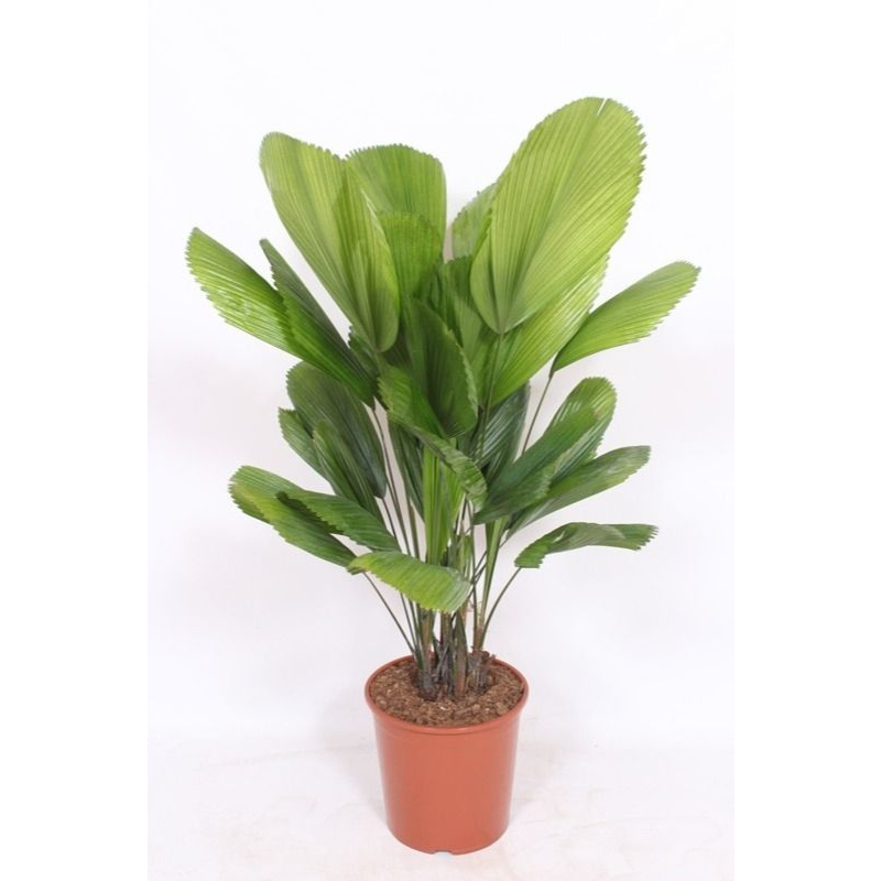 Licuala grandis