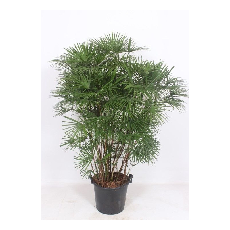 Rhapis Humilis