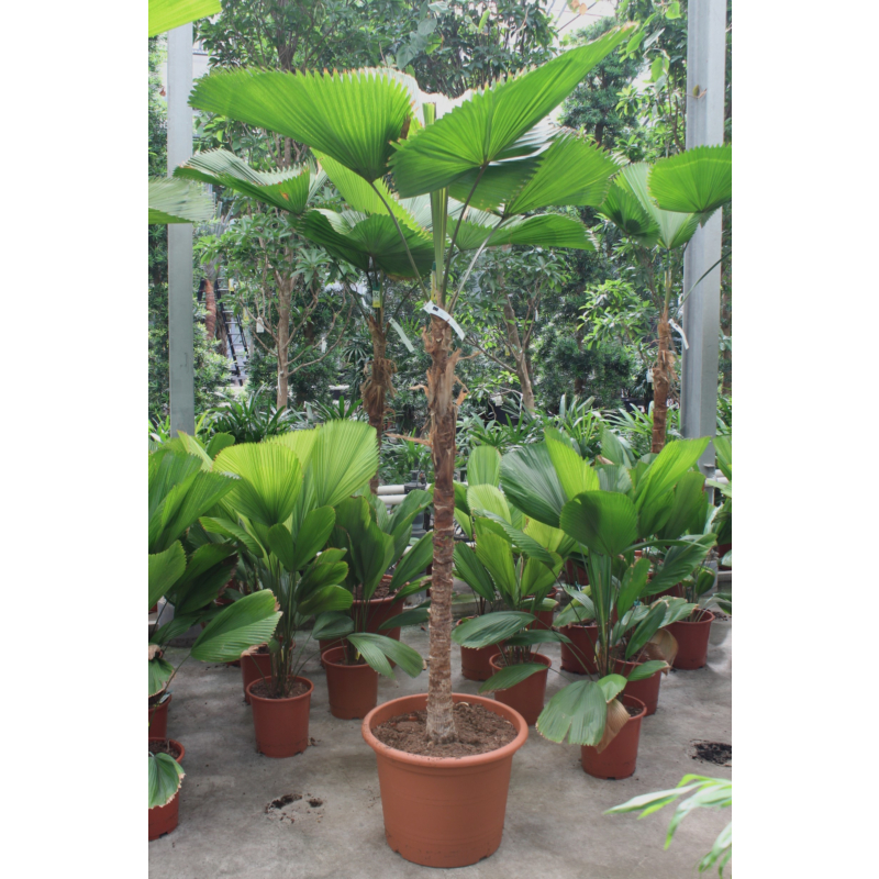 Licuala Grandis
