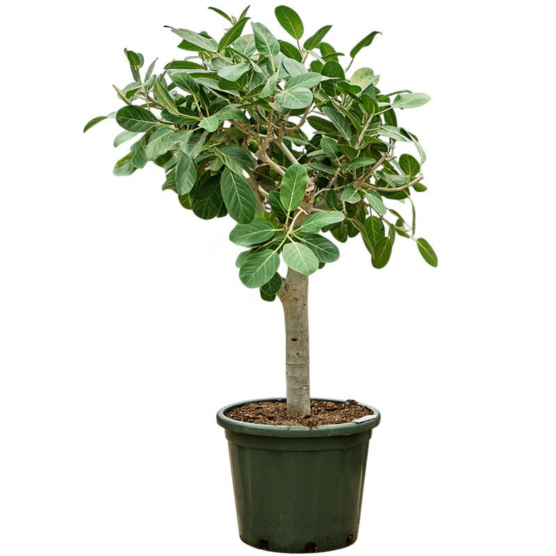 Ficus benghalensis Audrey kamerplant