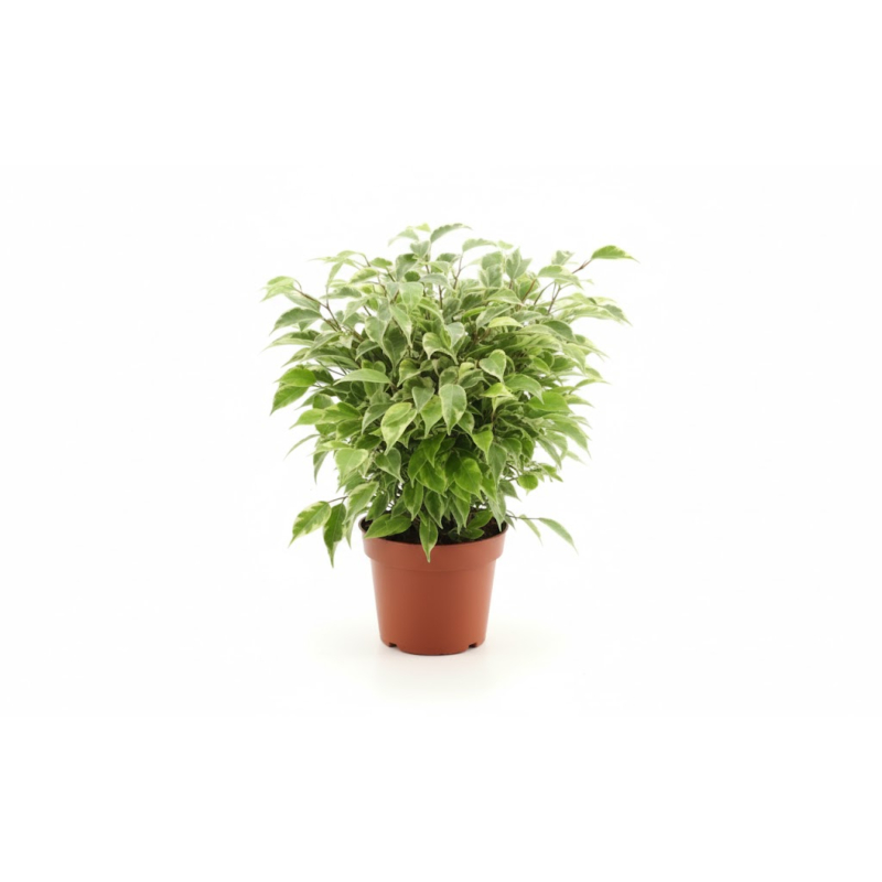  Ficus benjamina 'Kinky', goedkope kamerplant