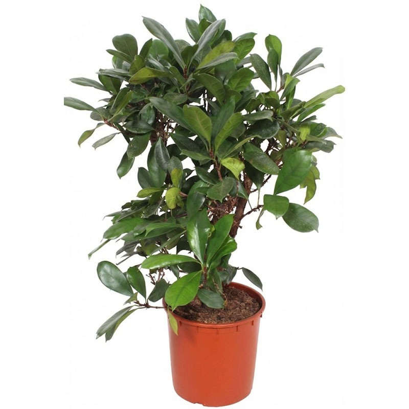 Ficus Cyathistipula