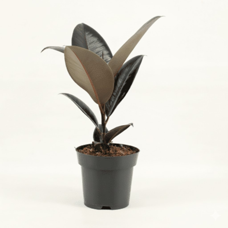 Ficus elastica Abidjan, goedkope kamerplant 