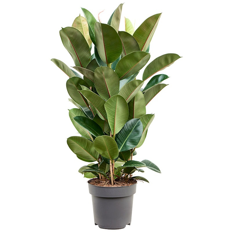 Grote ficus robusta plant