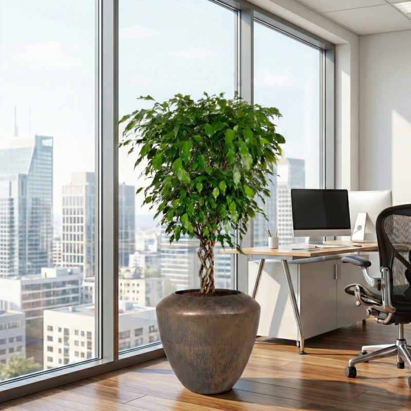 Ficus exotica op kantoor