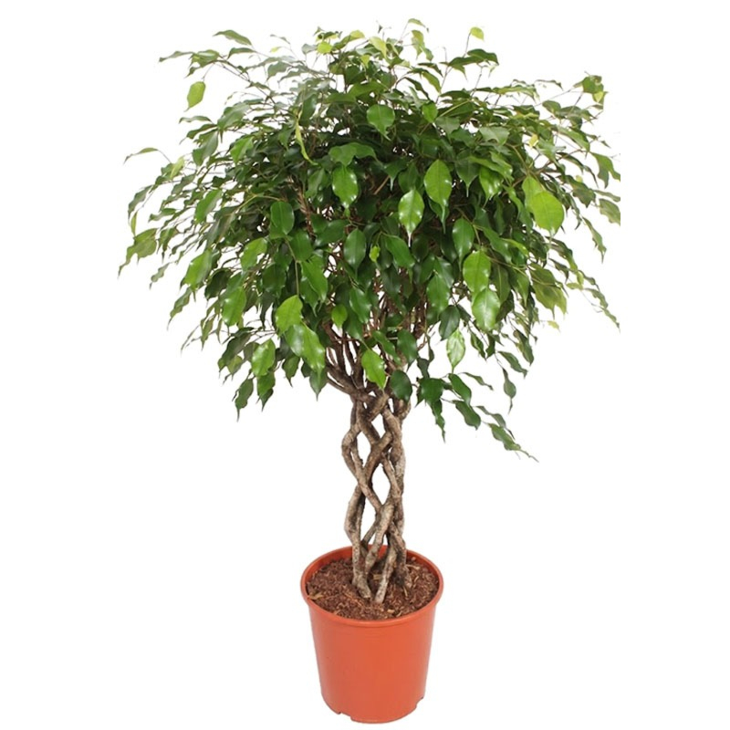 Ficus planten op kantoor