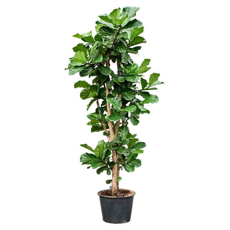 grote boom voor binnen