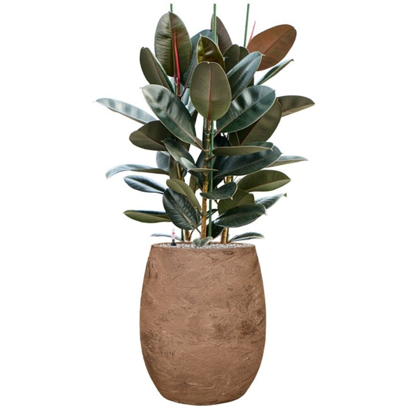 ficus robusta in bruine pot