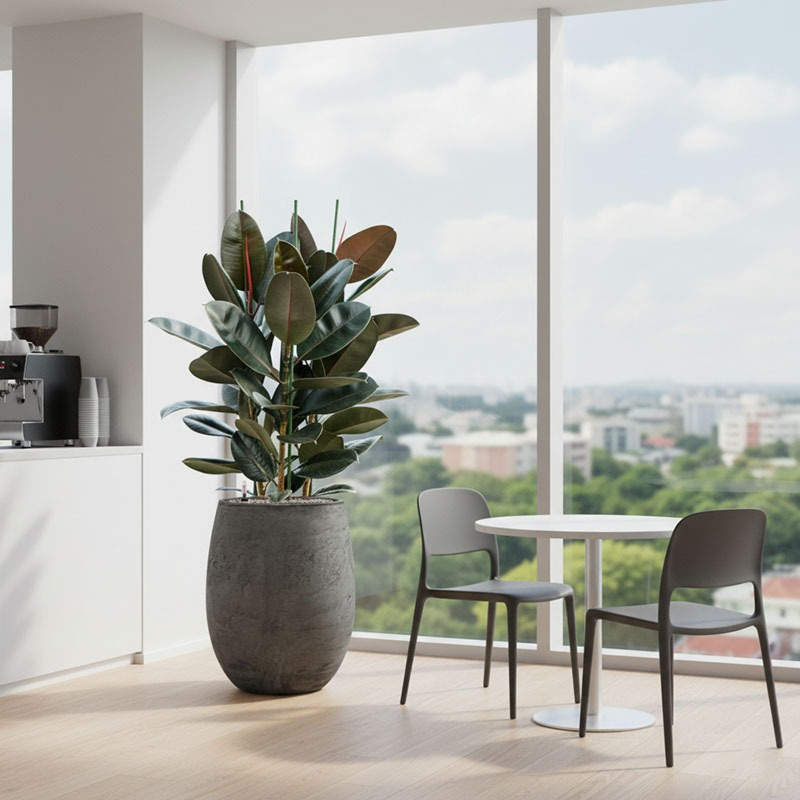 mooie grote kantoorplant met groot blad