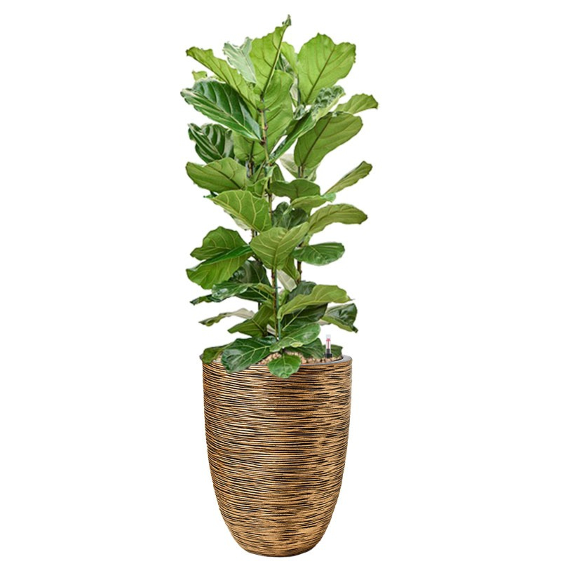 ficus in plantenbak capi goud
