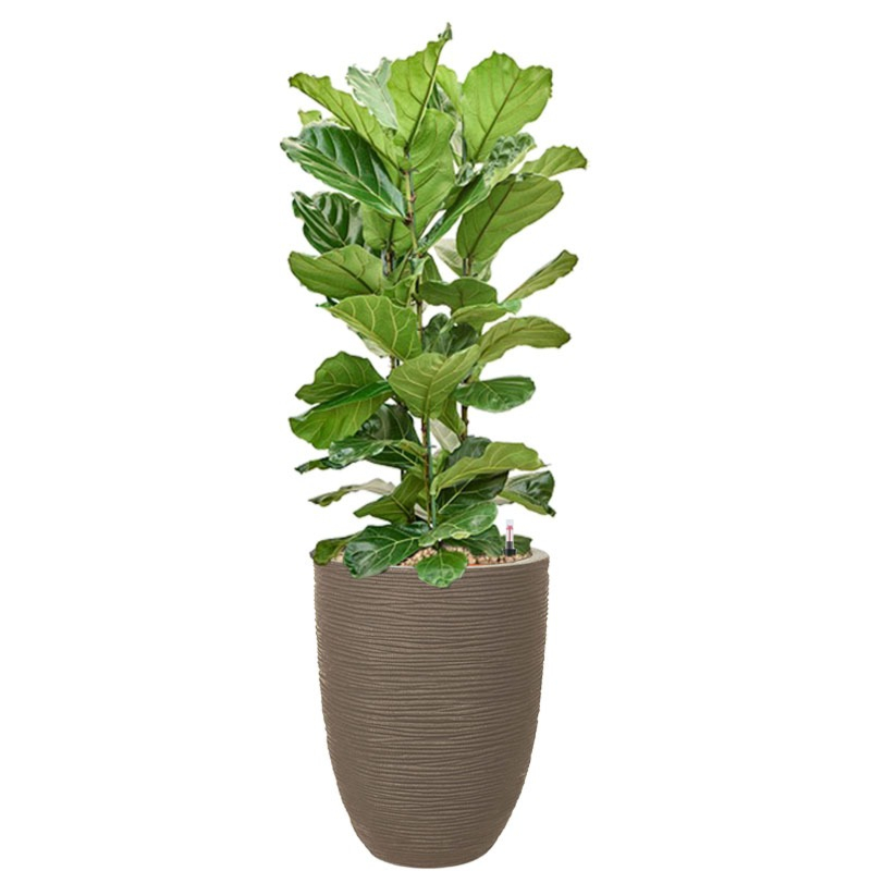 ficus in plantenbak capi taupe