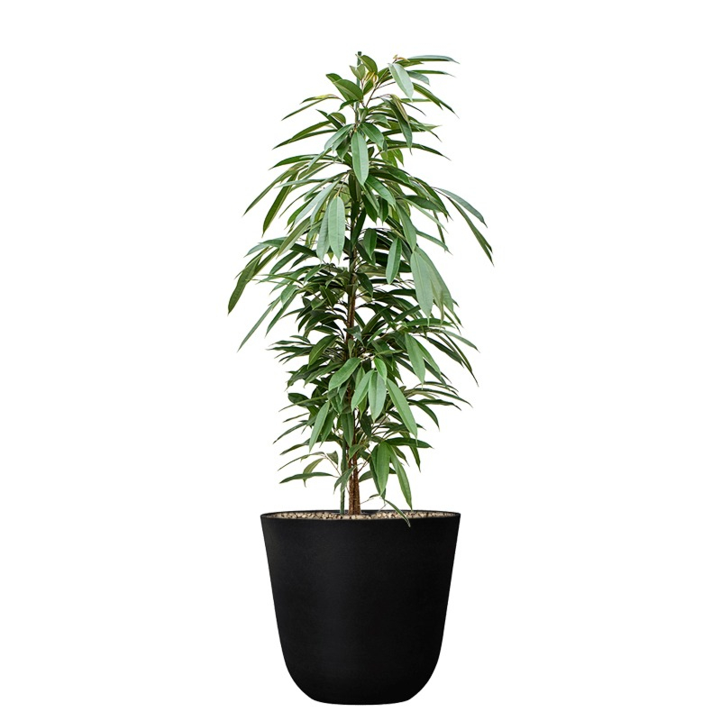 ficus kantoorbeplanting met pot