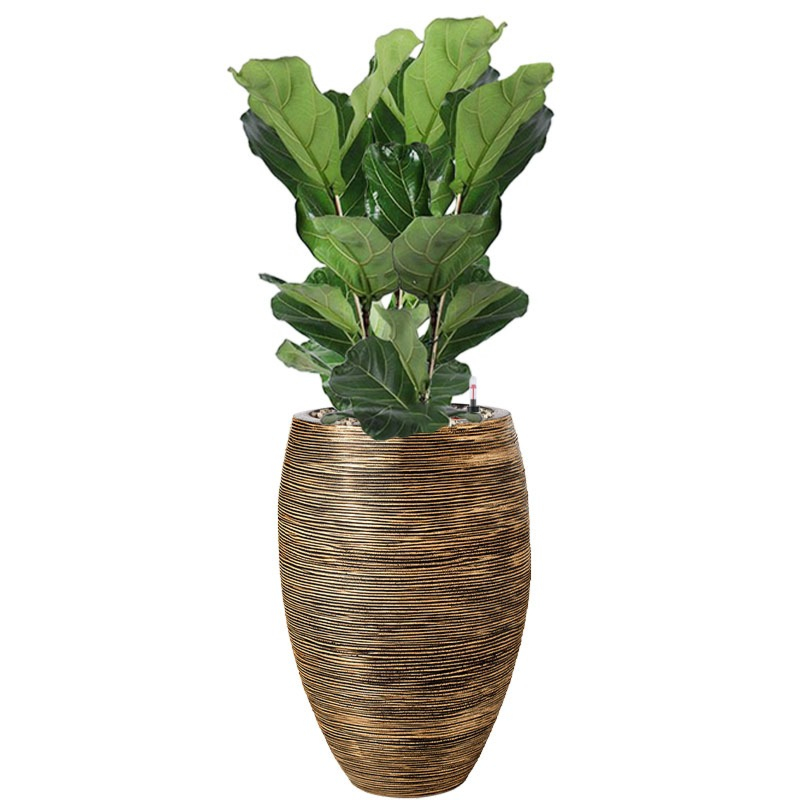 Lyrata goud kantoorbeplanting waterreservoir