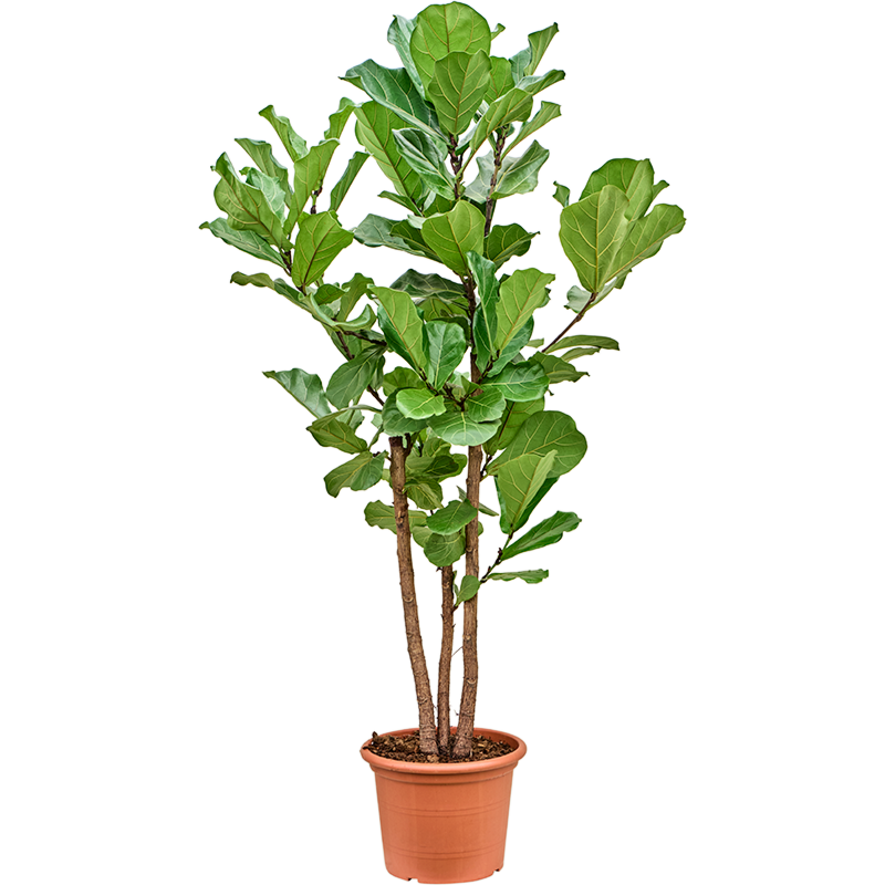 Ficus Lyrata grote kantoorplant