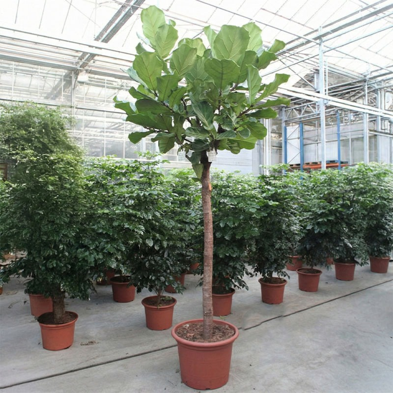 Ficus Lyrata grote kantoorplant boom