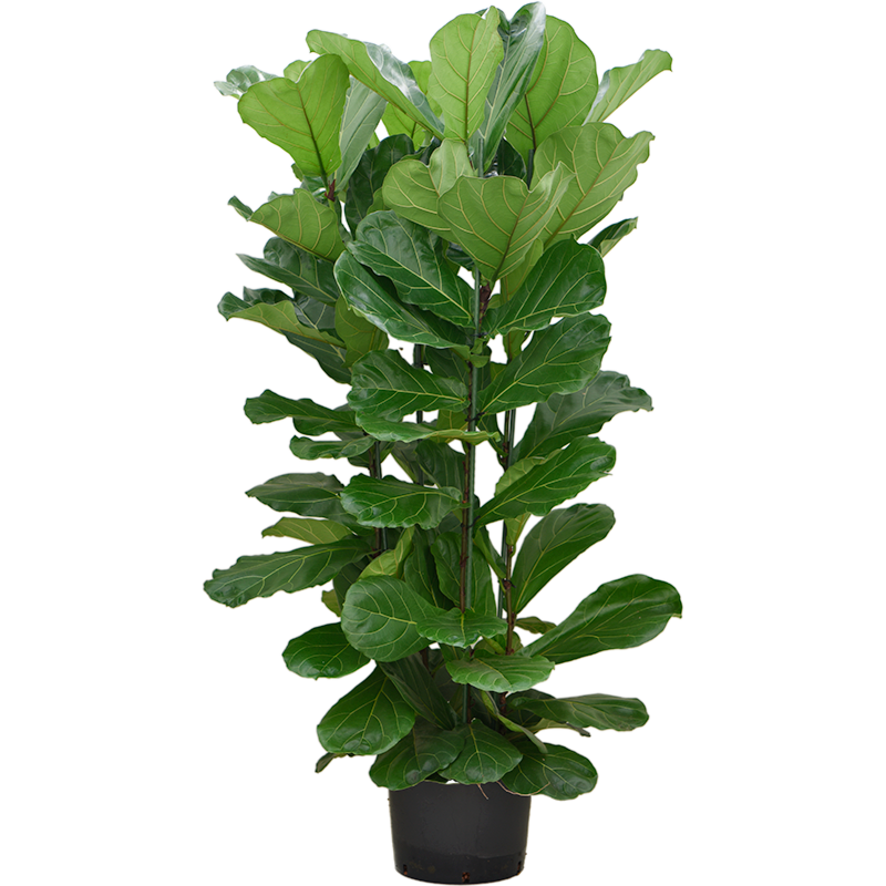 Ficus Lyrata grote plant kantoortuin