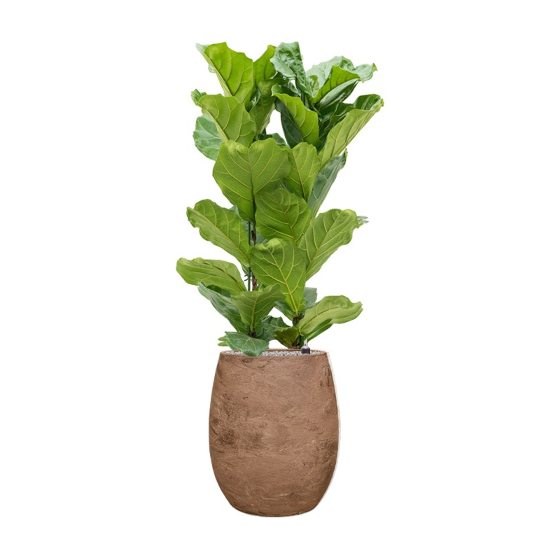 vioolbladplant in witte algar pot