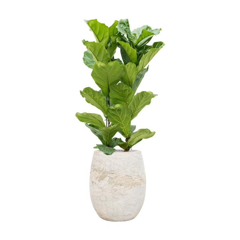 vioolbladplant in bruine algar pot