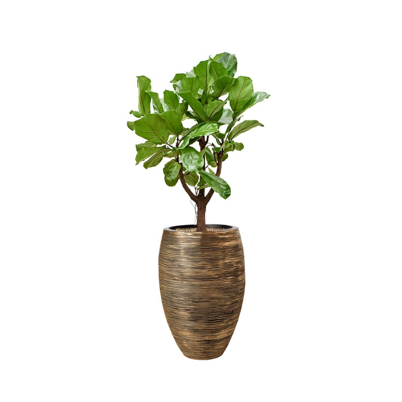 capi ficus lyrata goude pot